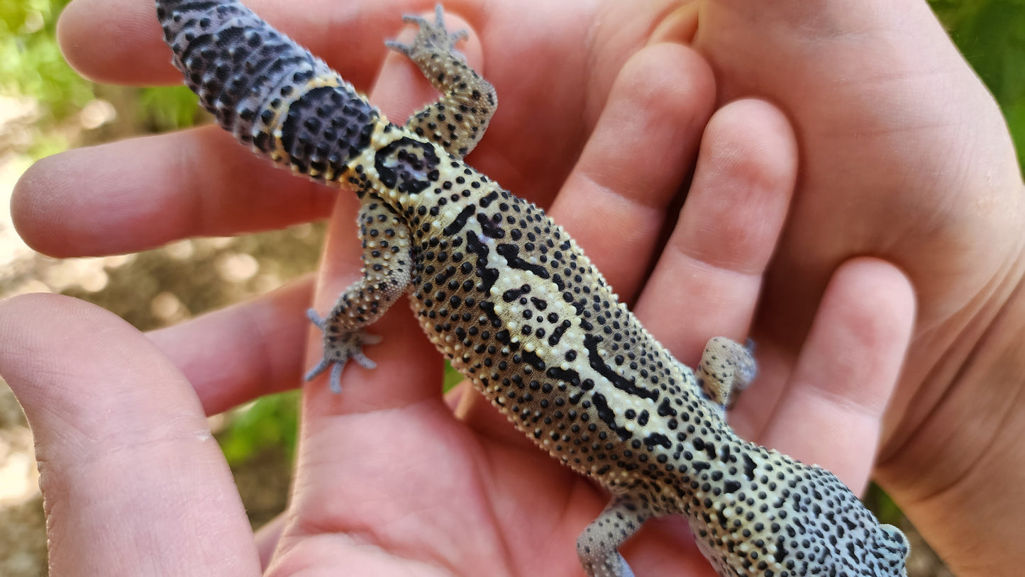 Black Night Pos Het Blizzard (ovulating)