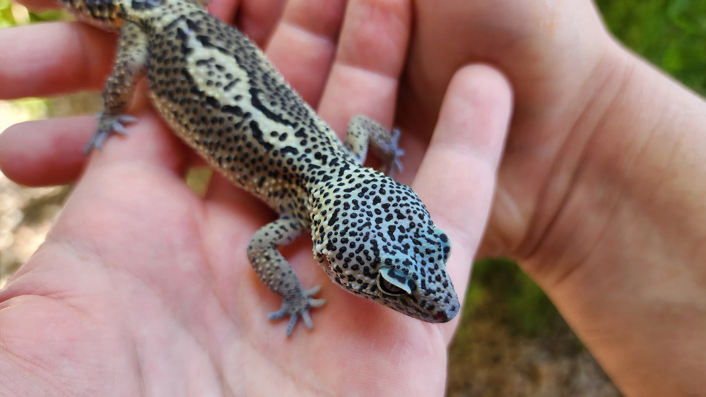 Black Night Pos Het Blizzard (ovulating)