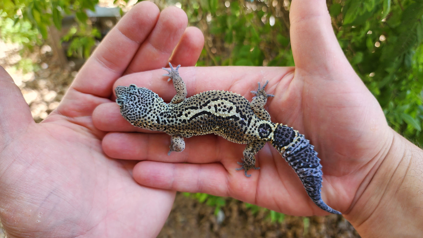 Black Night Pos Het Blizzard (ovulating)