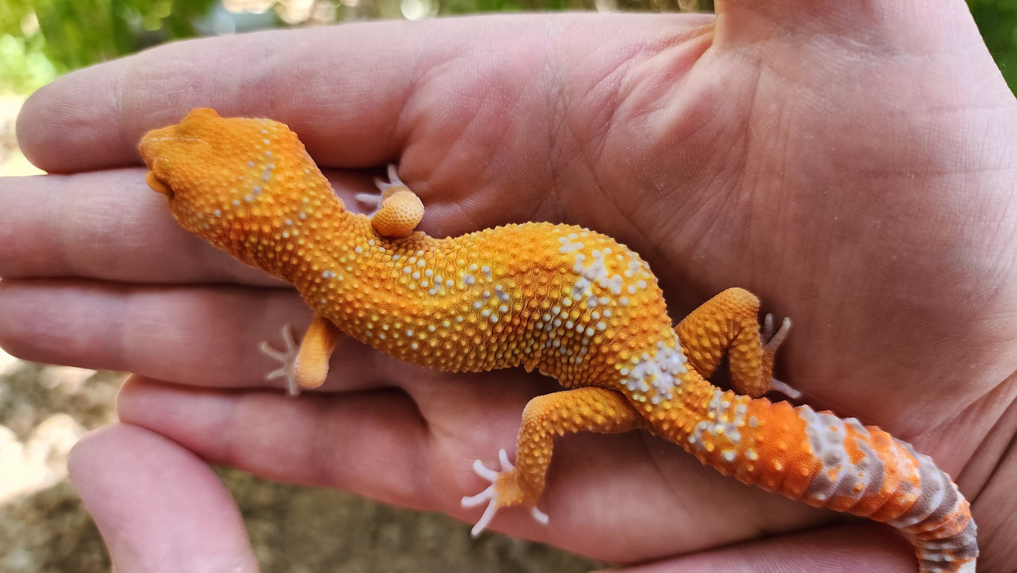 Mandarin Inferno Tremper Albino