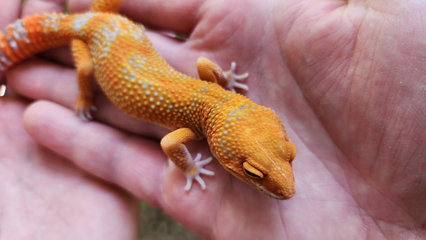 Mandarin Inferno Tremper Albino