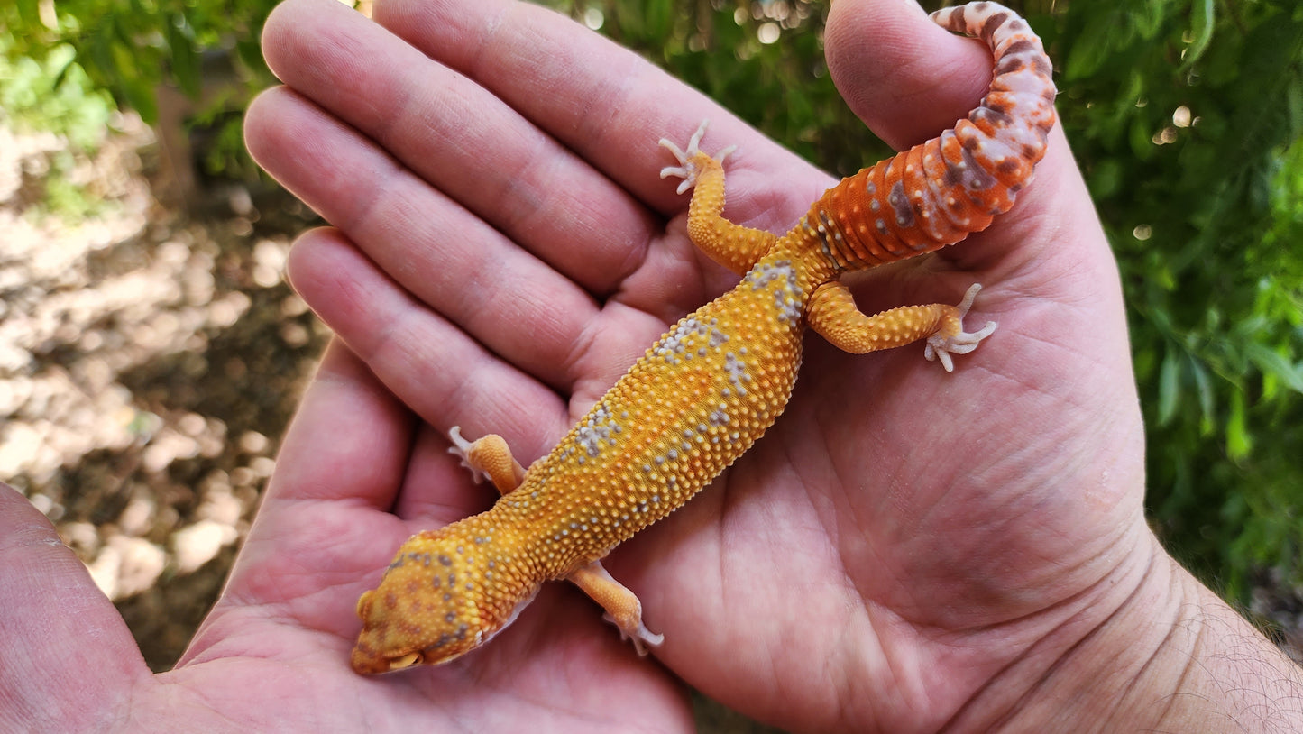 Mandarin Inferno Tremper Albino