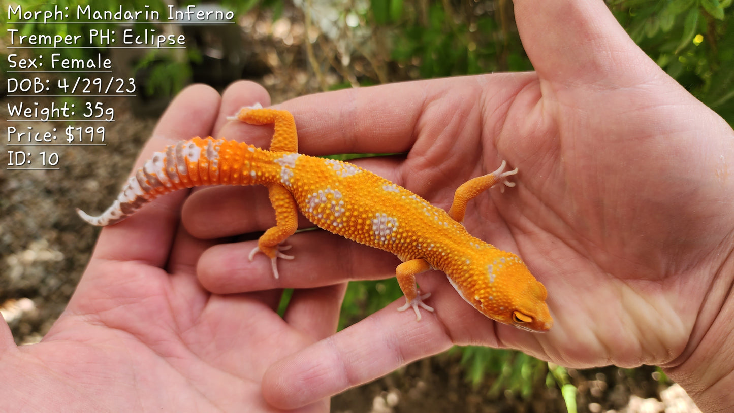 Mandarin Inferno Tremper Albino Female Leopard Gecko