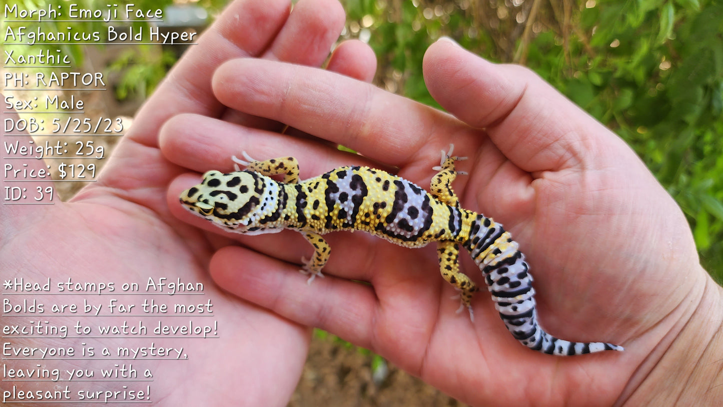 Afghanicus Bold Hyper Xanthic (Emoji Face)