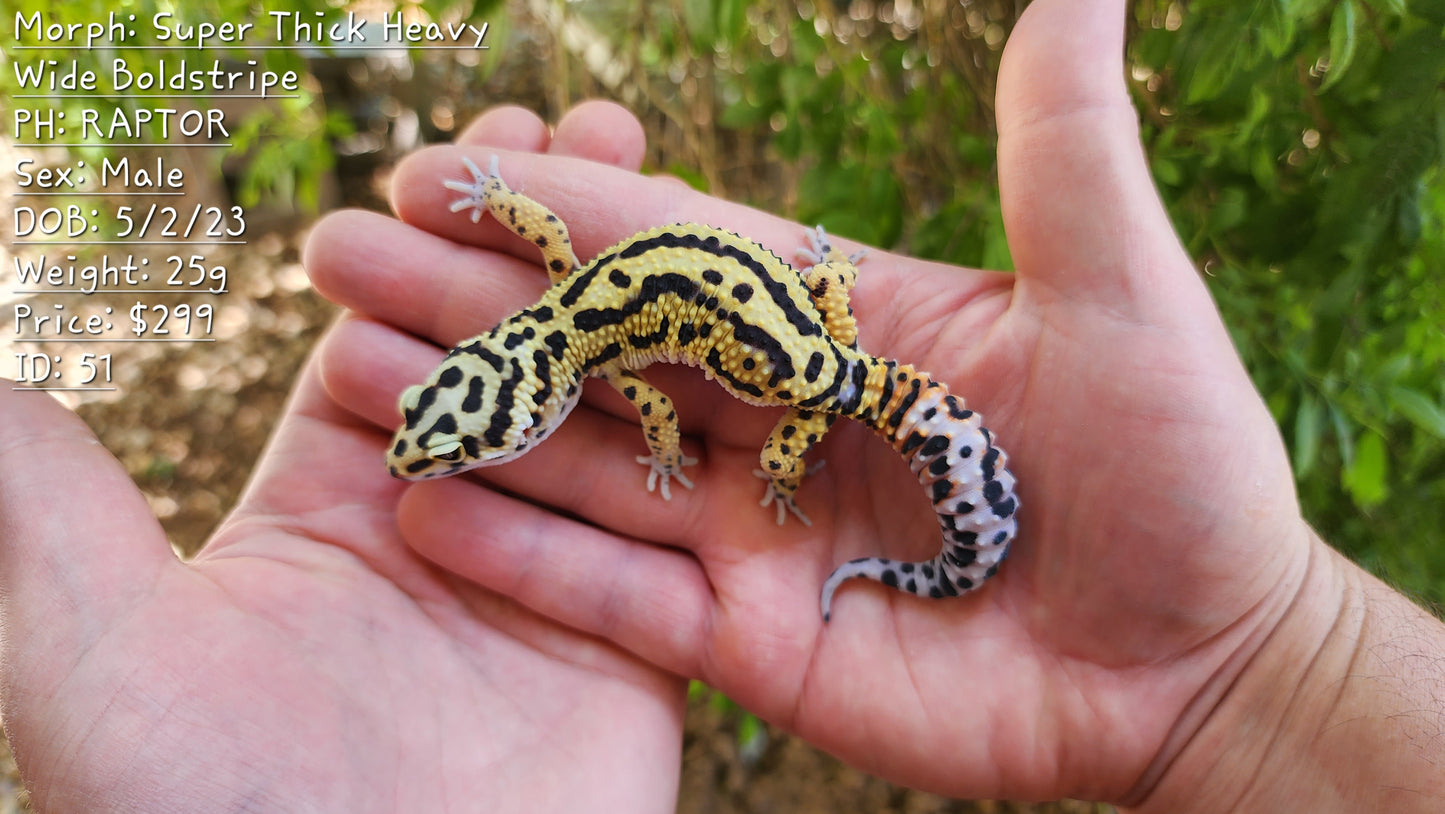 Extremely Thick Bold Stripe Hyper Xanthic Bandit