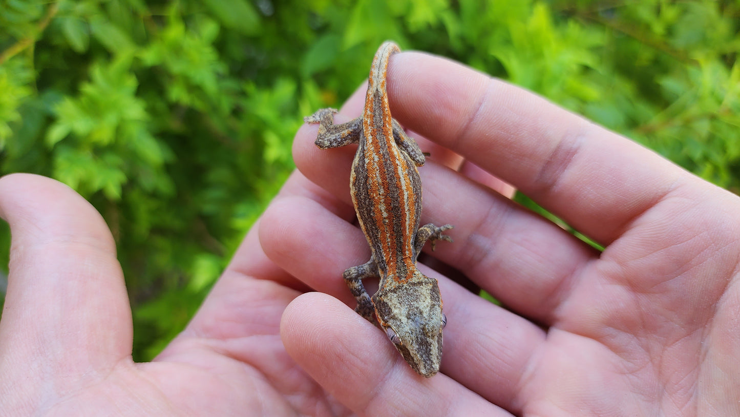 Red/Orange Stripe Gargoyle Gecko