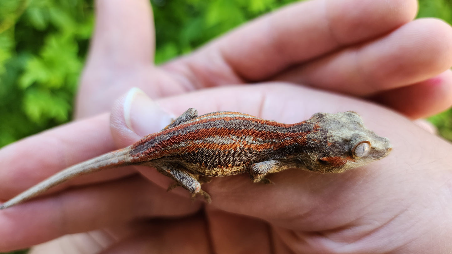 Red/Orange Stripe Gargoyle Gecko