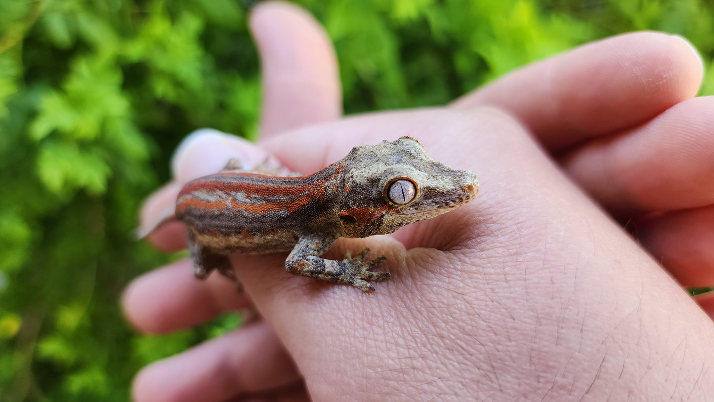 Red/Orange Stripe Gargoyle Gecko