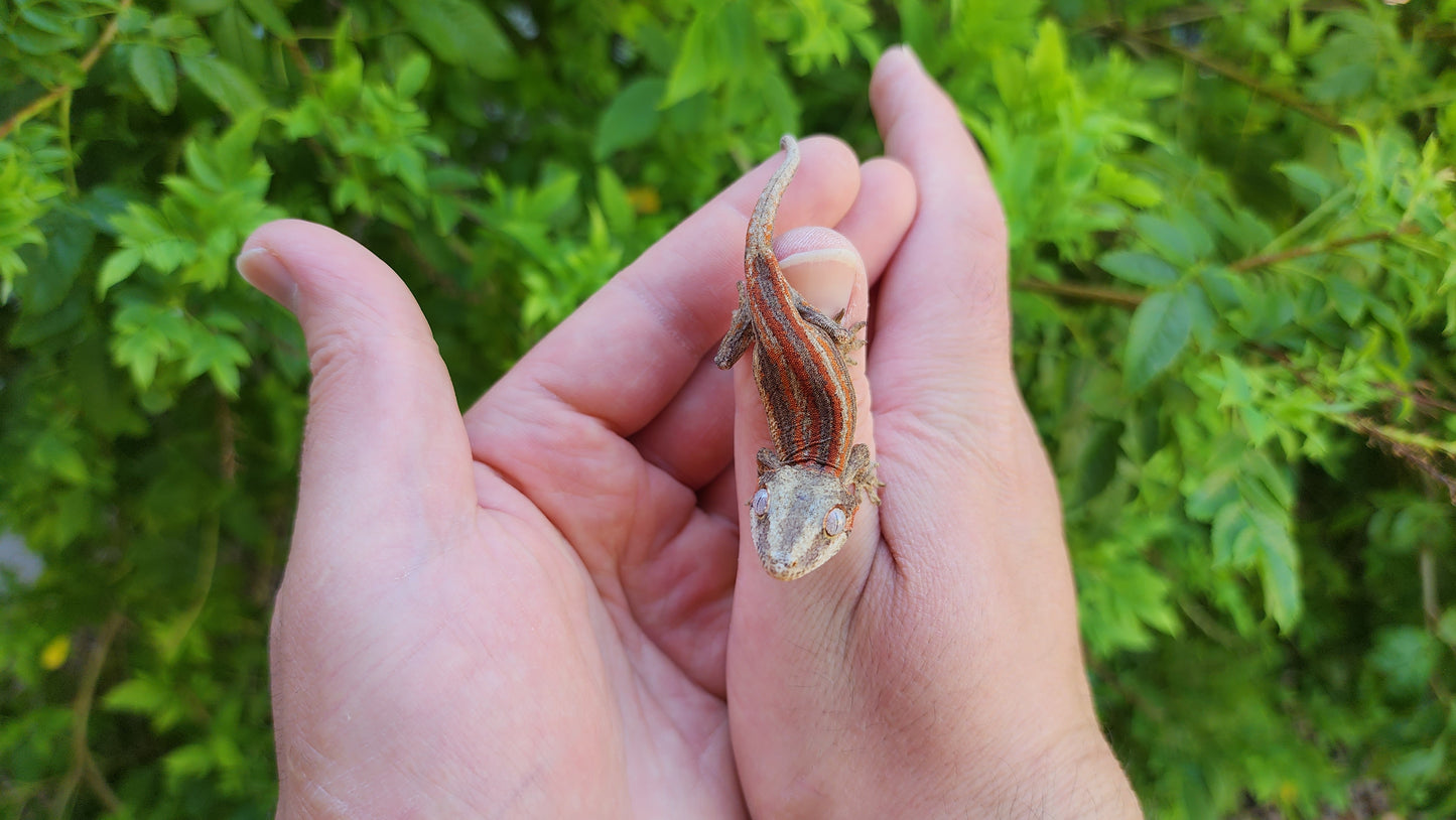 Red/Orange Stripe Gargoyle Gecko