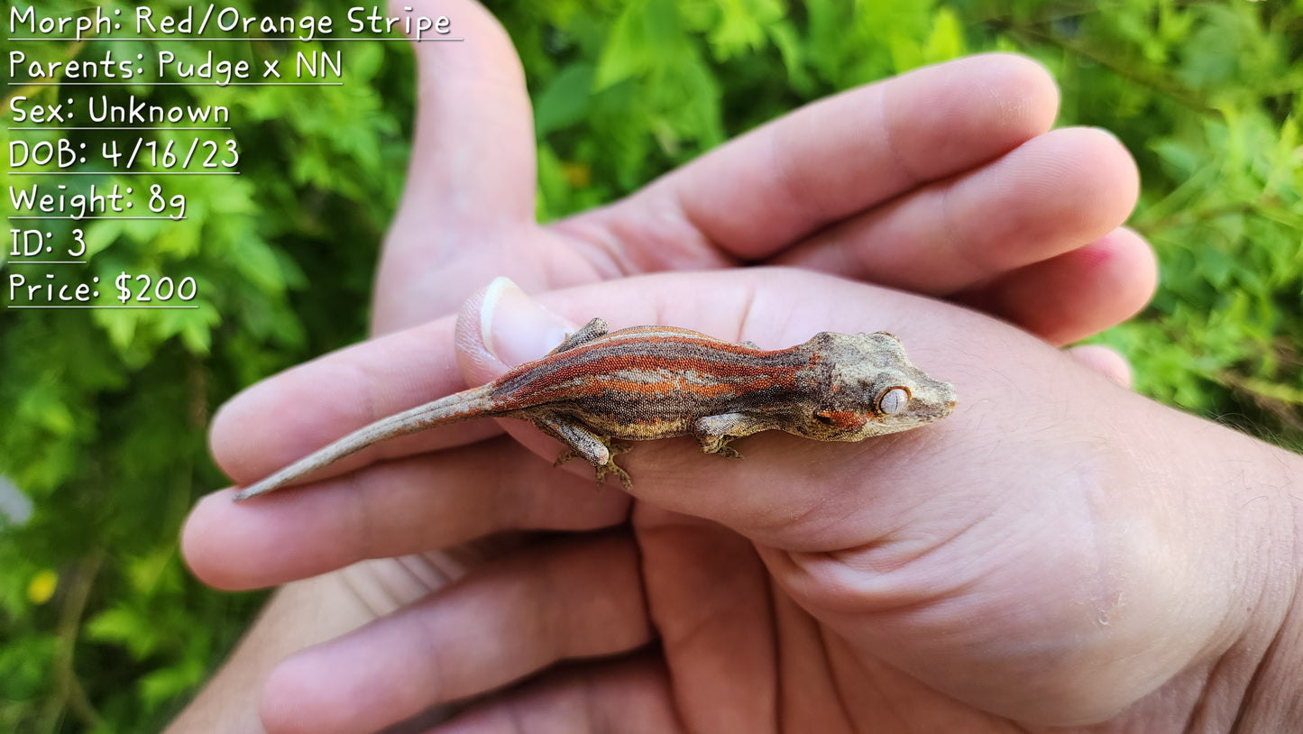 Red/Orange Stripe Gargoyle Gecko