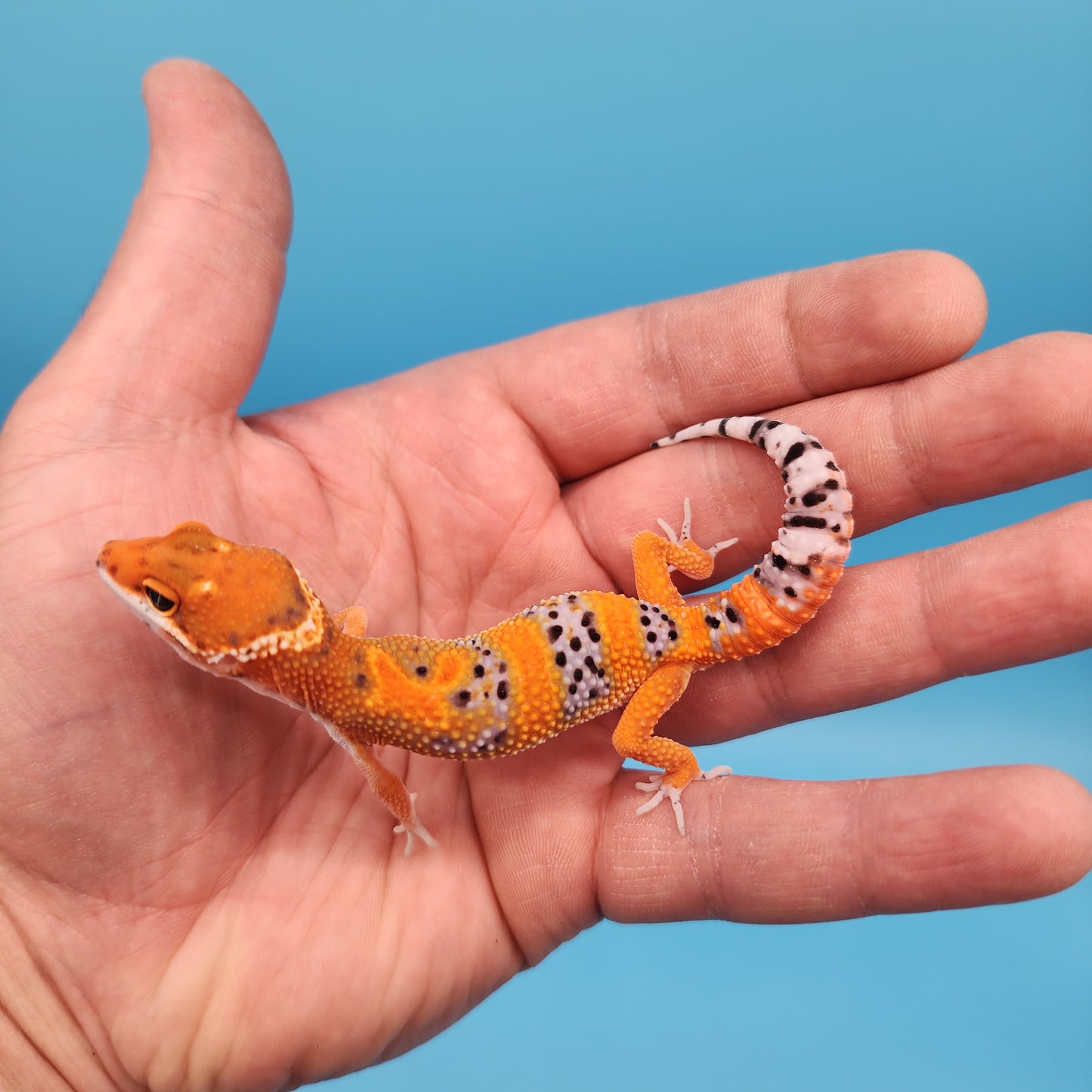 Mandarin Inferno Het Tremper Albino
