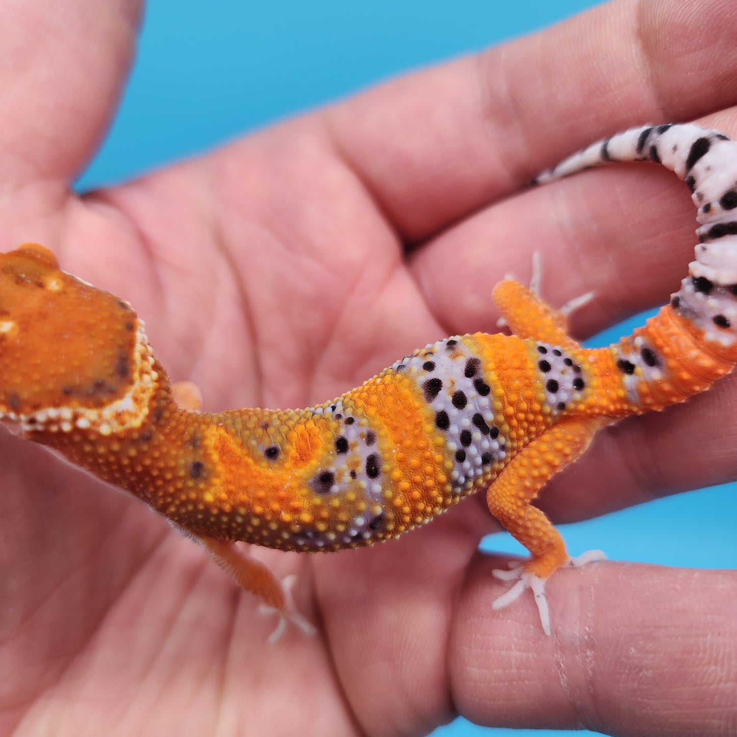 Mandarin Inferno Het Tremper Albino