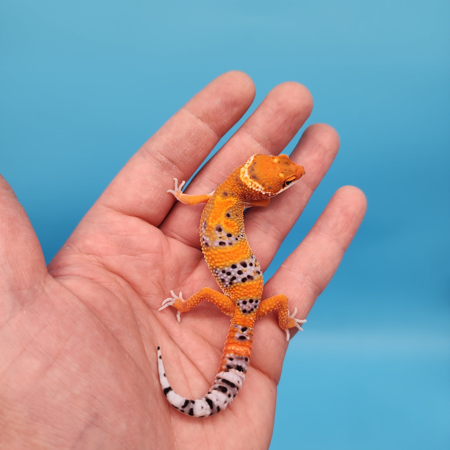 Mandarin Inferno Het Tremper Albino