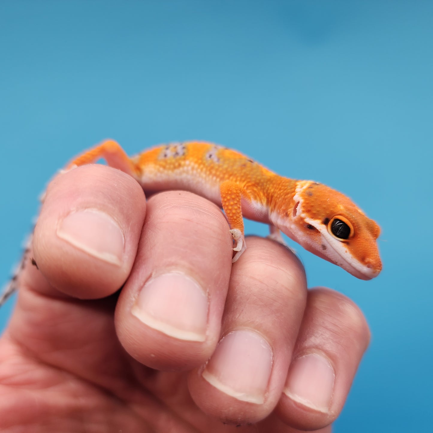 Mandarin Inferno Het Tremper Albino