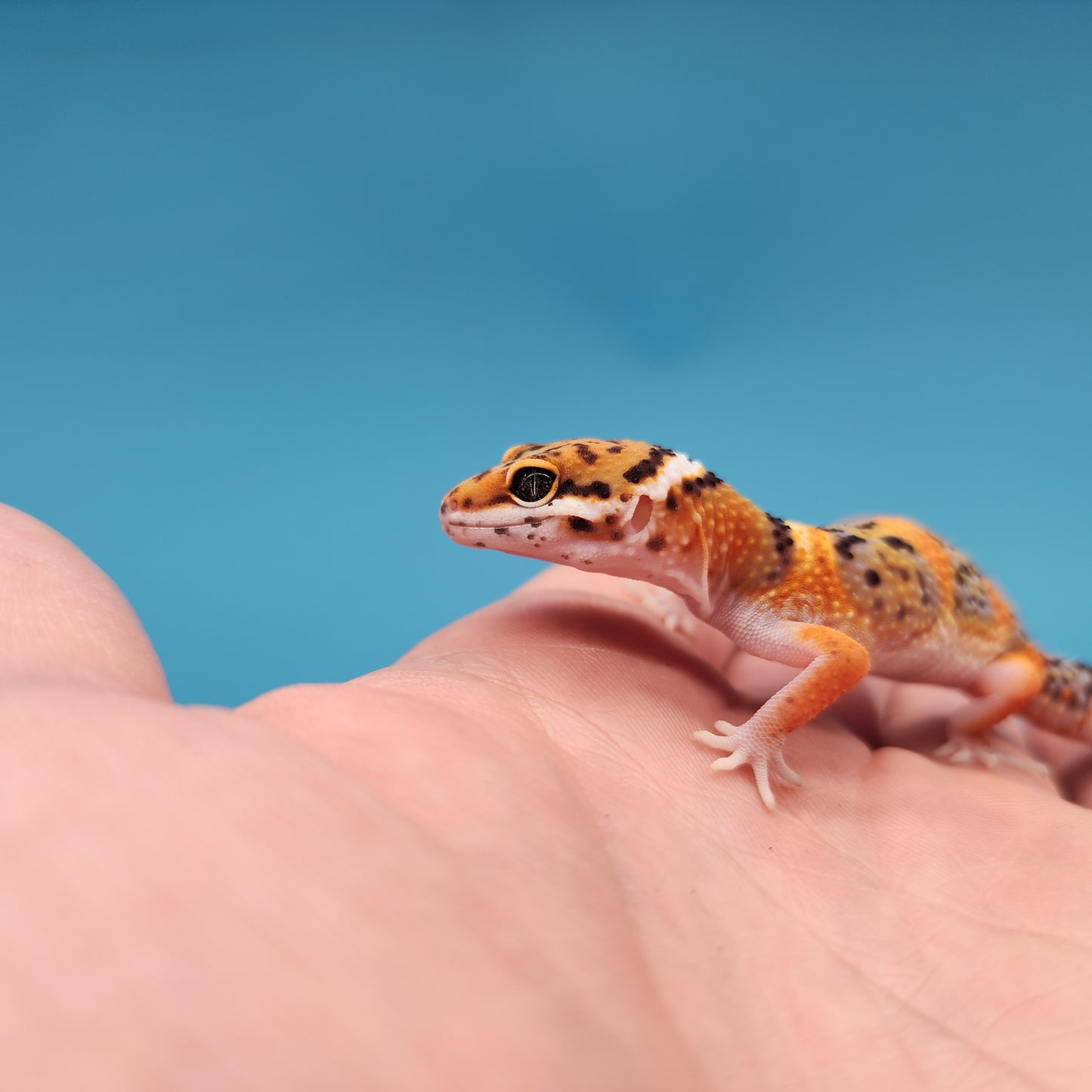 Mandarin Inferno Bold Emerine Pos White & Yellow