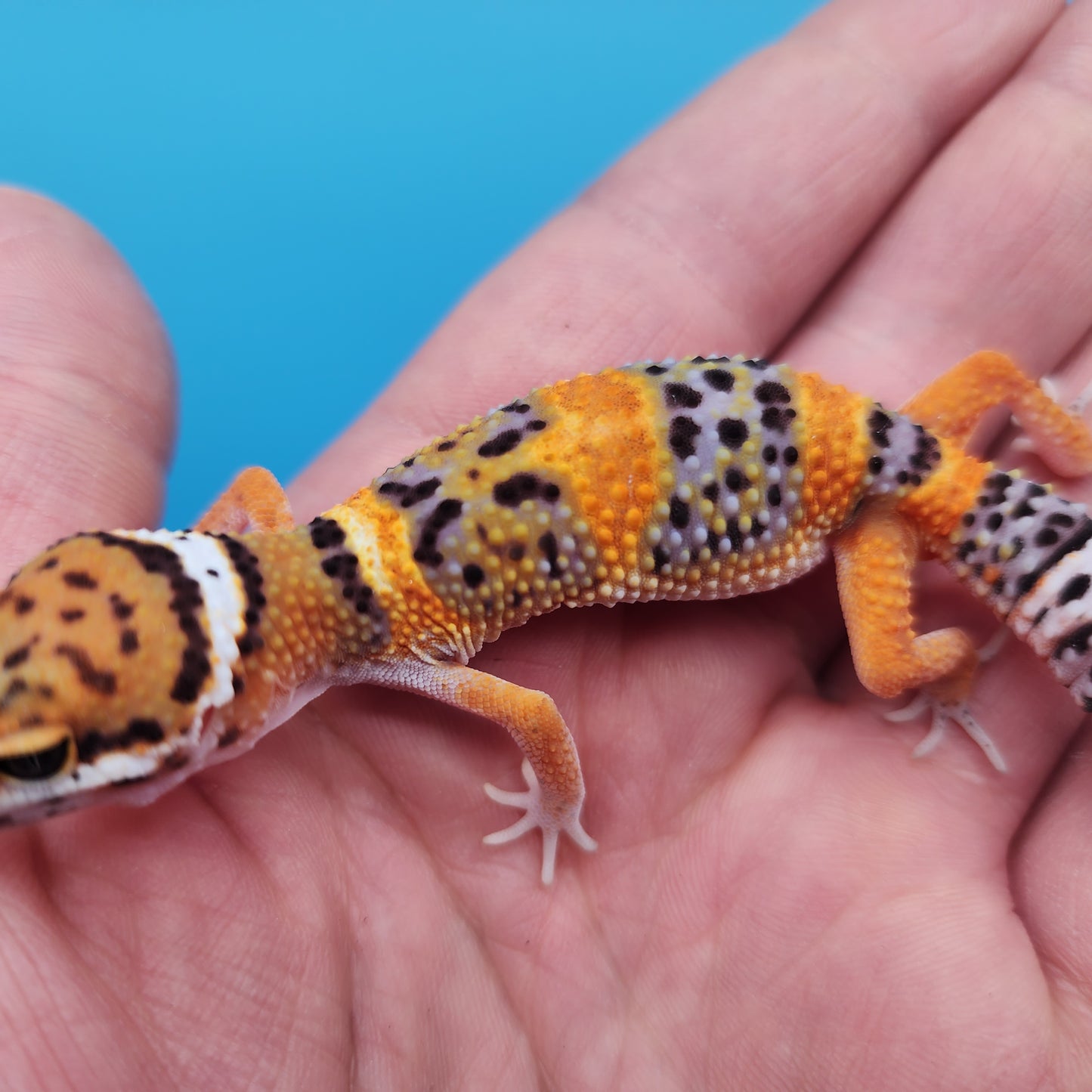 Mandarin Inferno Bold Emerine Pos White & Yellow