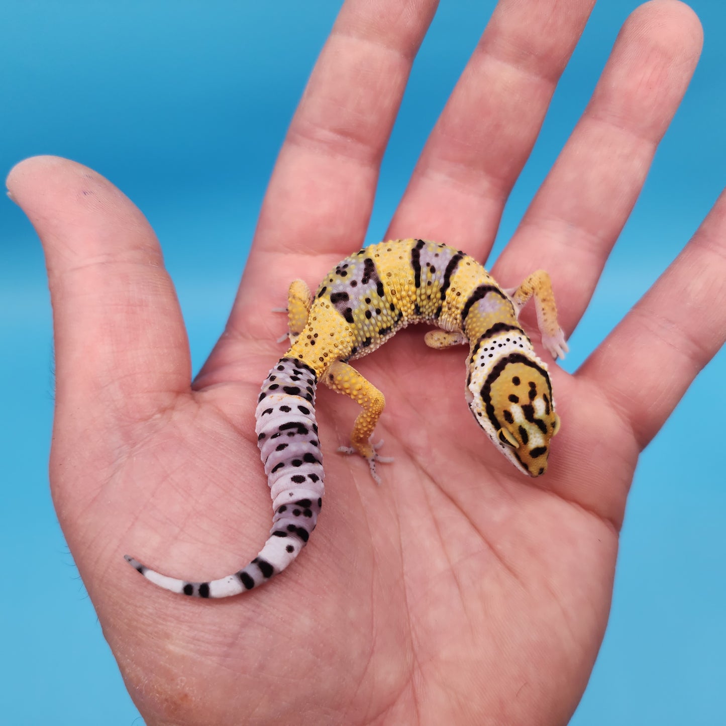 Mandarin Inferno Afghanicus Turcmenicus (extremely rare)