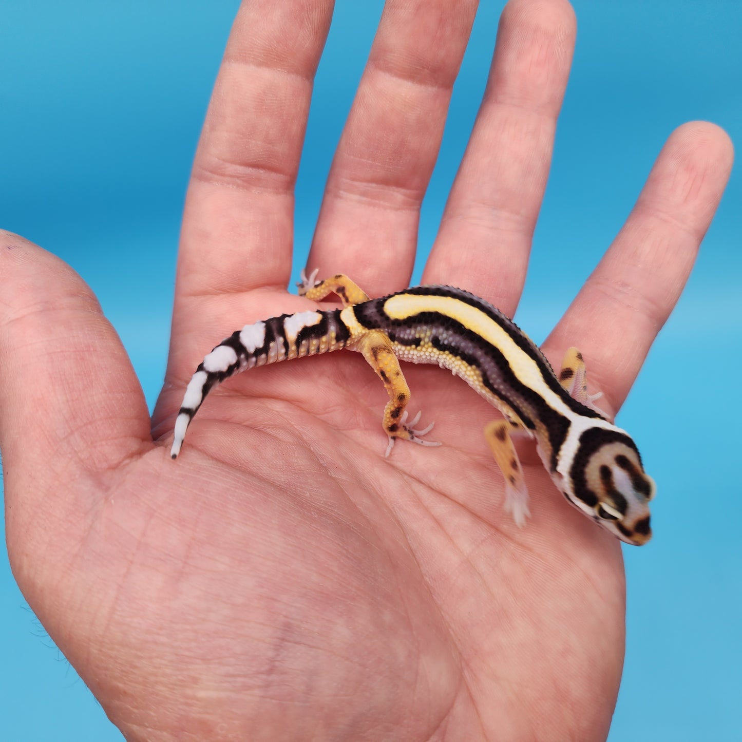Halloween Mask Hyper Xanthic Bold Stripe Bandit