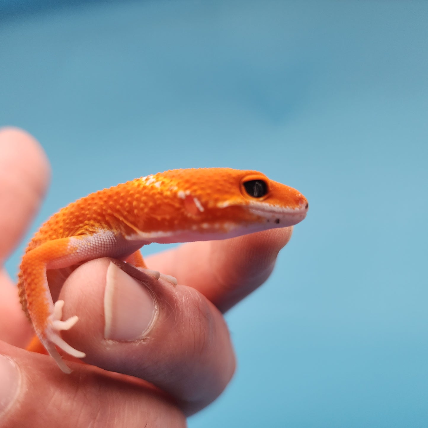 Mandarin Inferno Het Tremper Albino