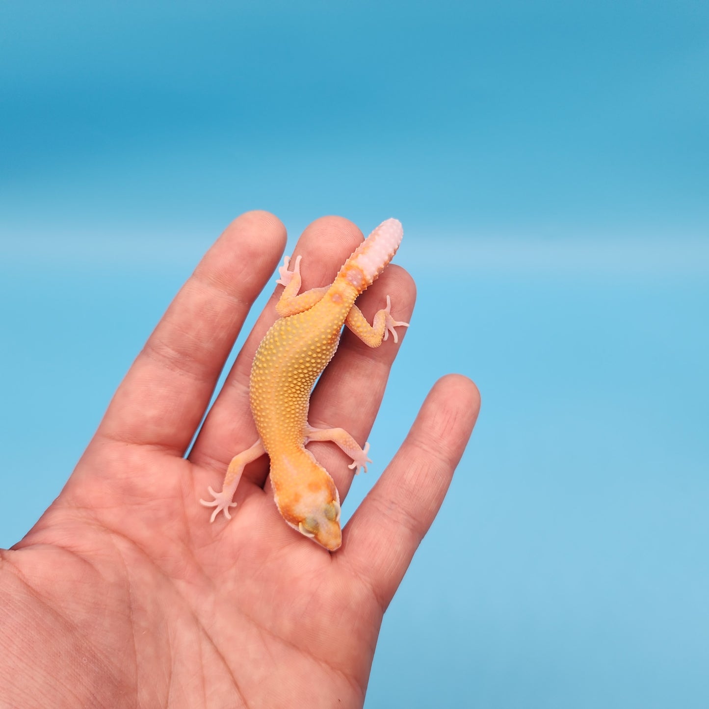 Inferno Bold Emerine Tremper Albino Eclipse Pos White & Yellow (RAPTOR)