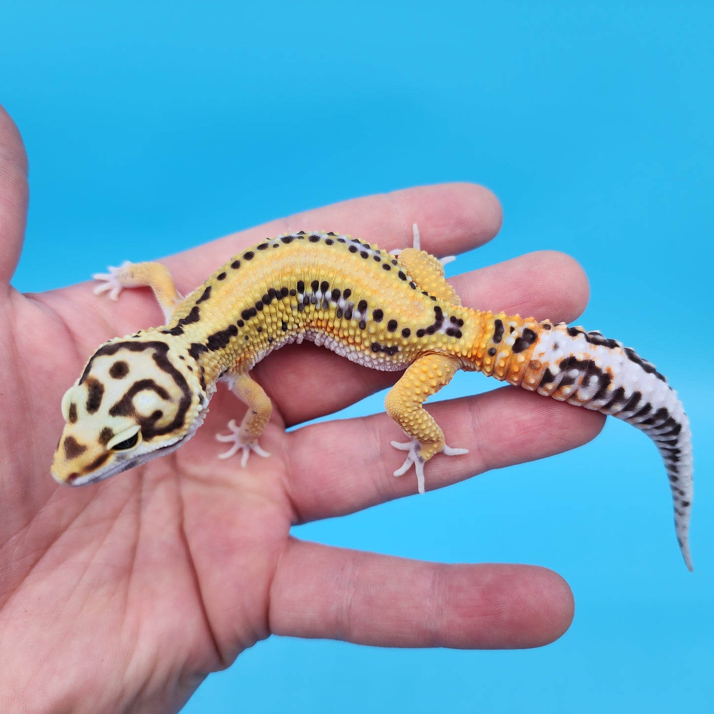 Bengal Fire Bold Black Night Red Stripe Emerine Halloween Mask Bandit