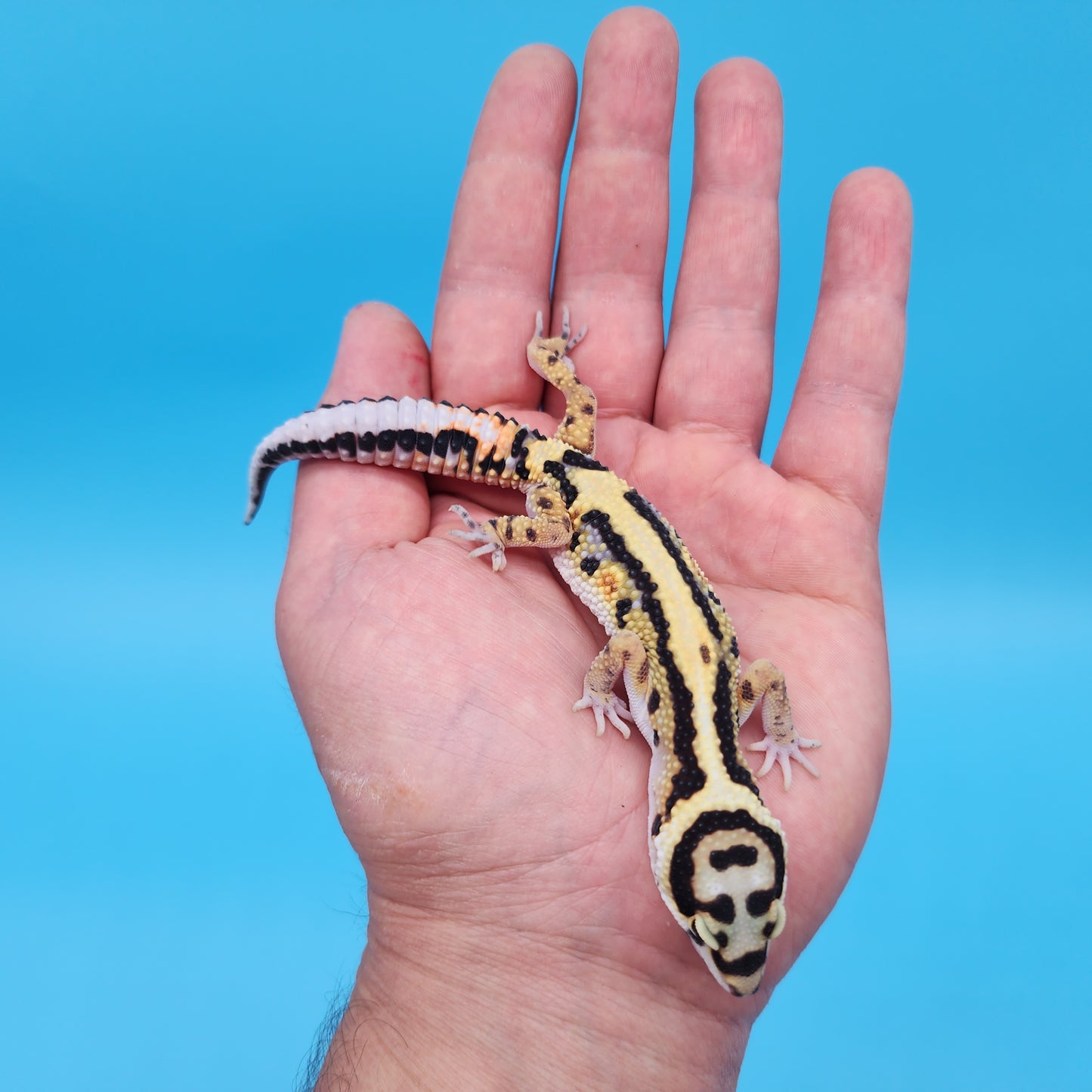 Fire Bold Black Night Halloween Mask Bandit