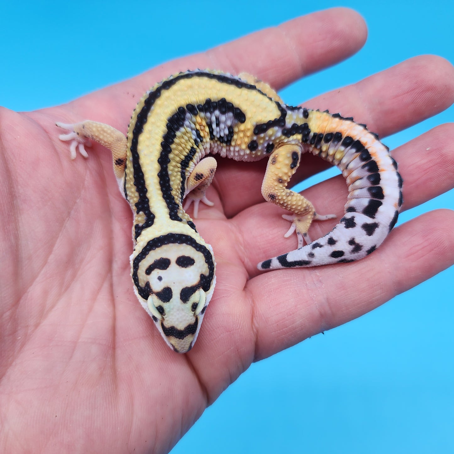 Fire Bold Black Night Bandit (regen tail tip)