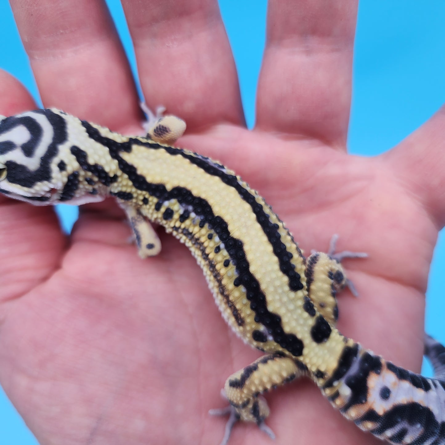 Bold Stripe Halloween Mask Bandit