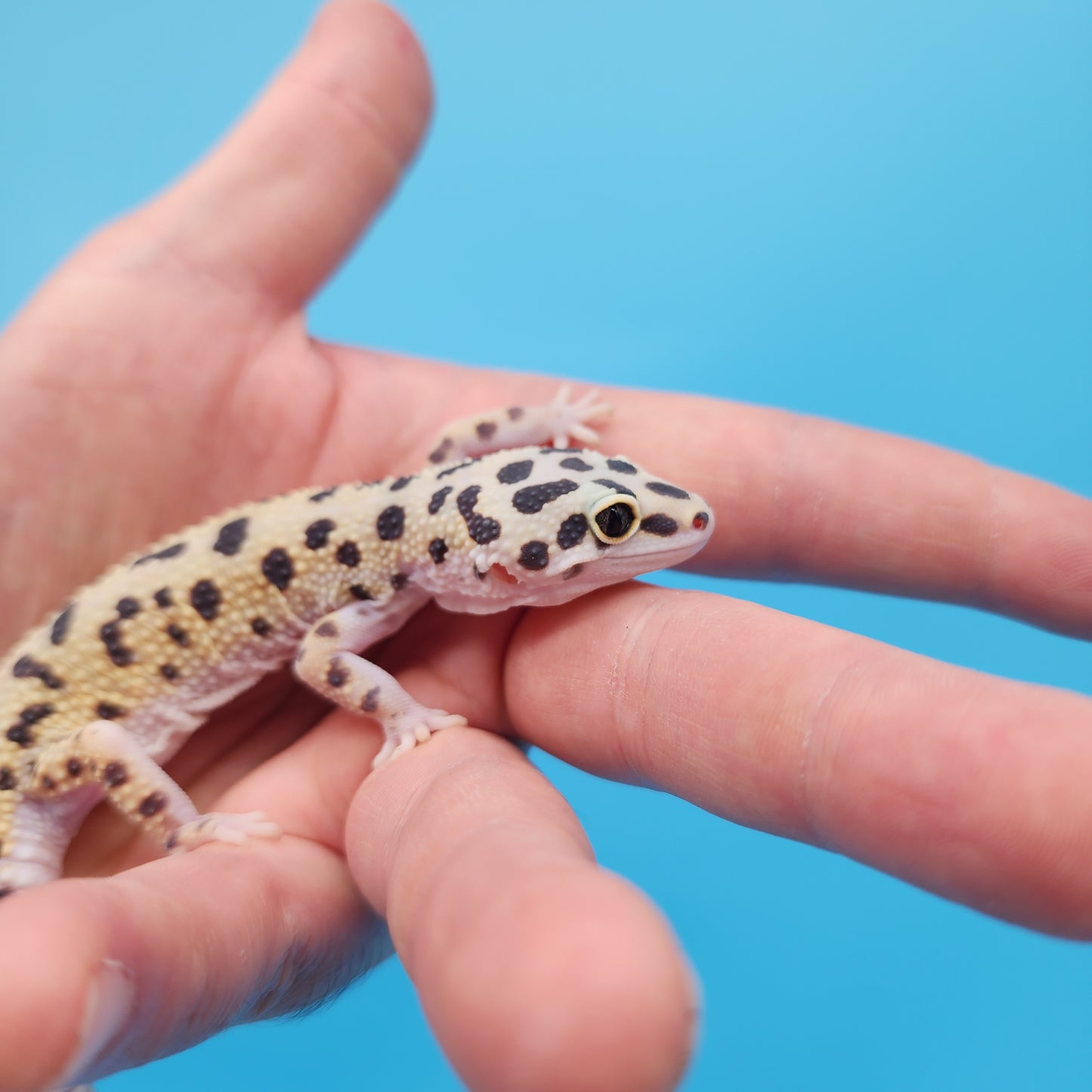 Afghanicus Hyper Xanthic Bold Eclipse White & Yellow (pet crinkle eye)