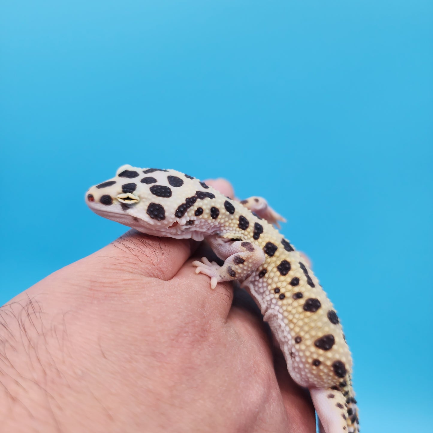 Afghanicus Hyper Xanthic Bold Eclipse White & Yellow (pet crinkle eye)