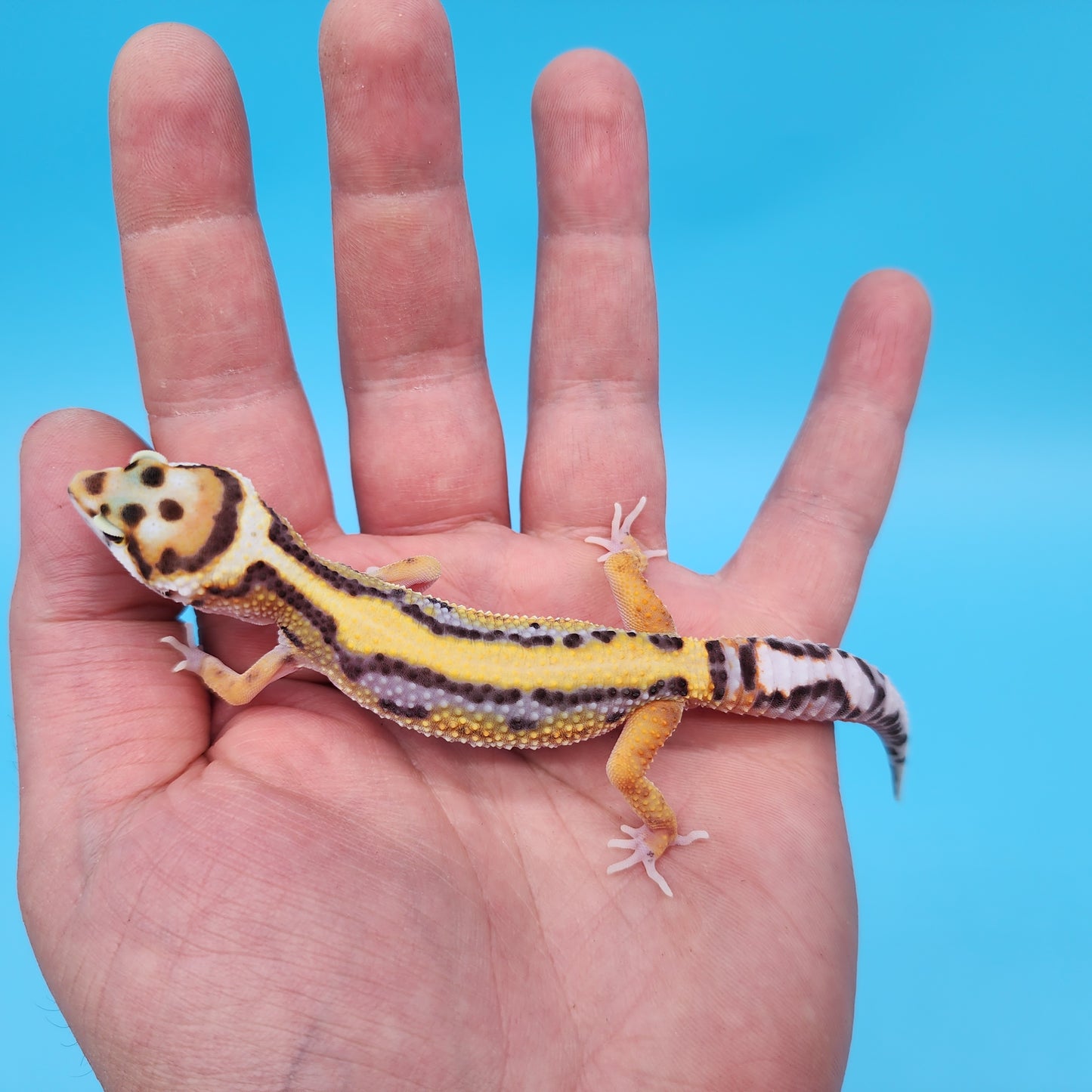 Fire Bold Hyper Xanthic Bandit