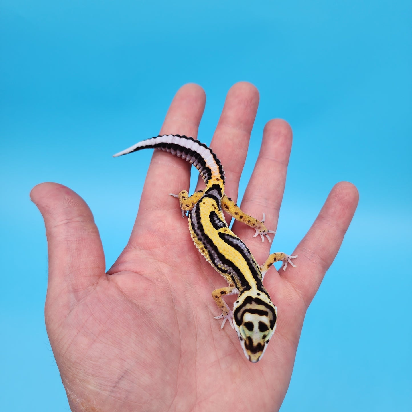 Fire Bold Black Night Halloween Mask Bandit