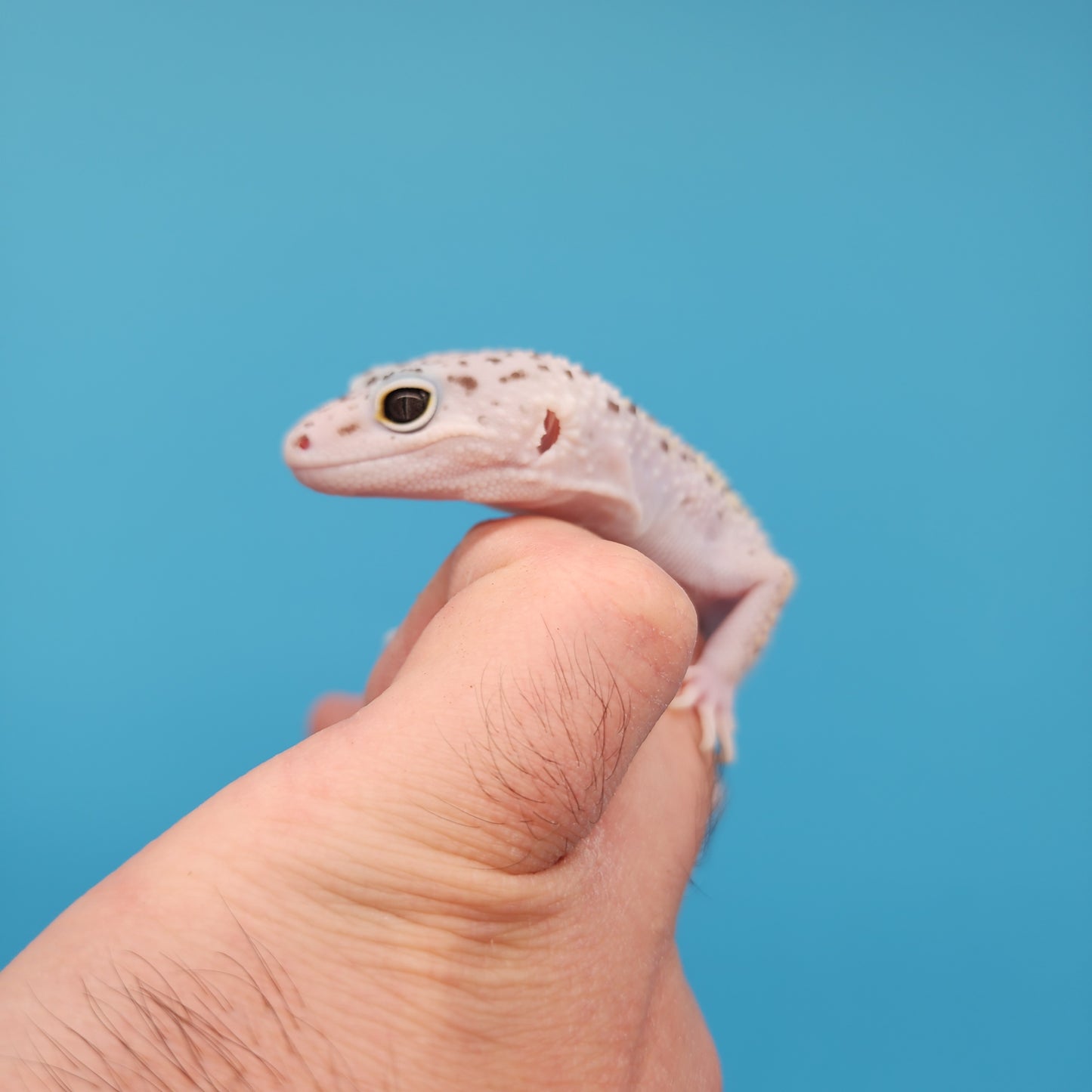 Pure Fasciolatus (VERY RARE reduced pigment variant w/ Pure White High Sides & Lavender Tones!)