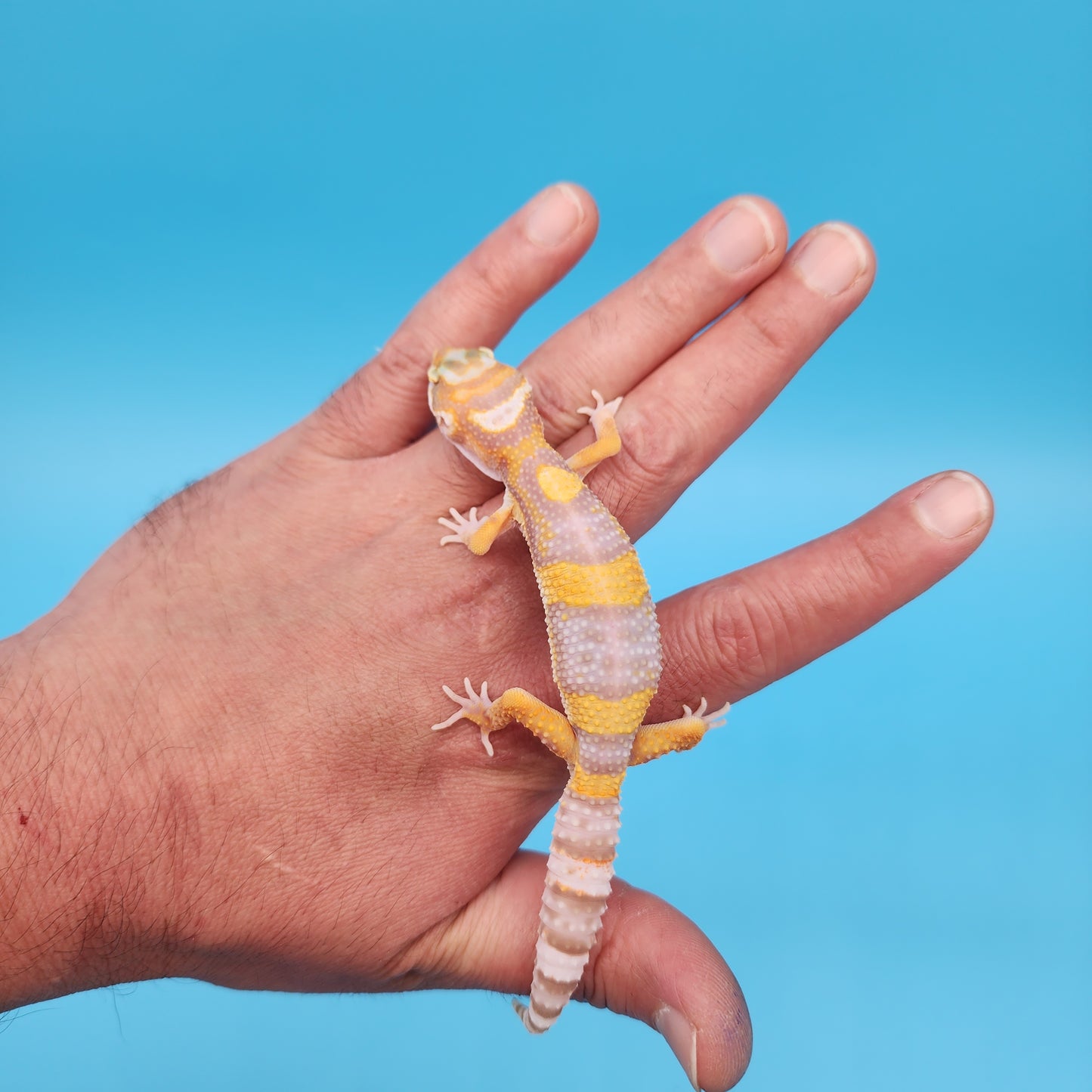 Tremper Albino High Contrast Bold Bandit