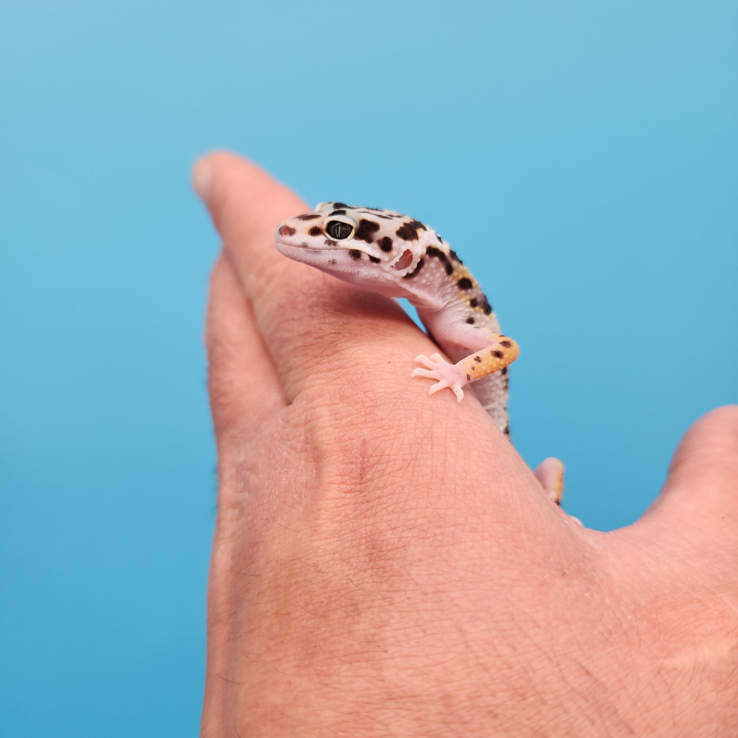 High Contrast Mack Snow Bandit