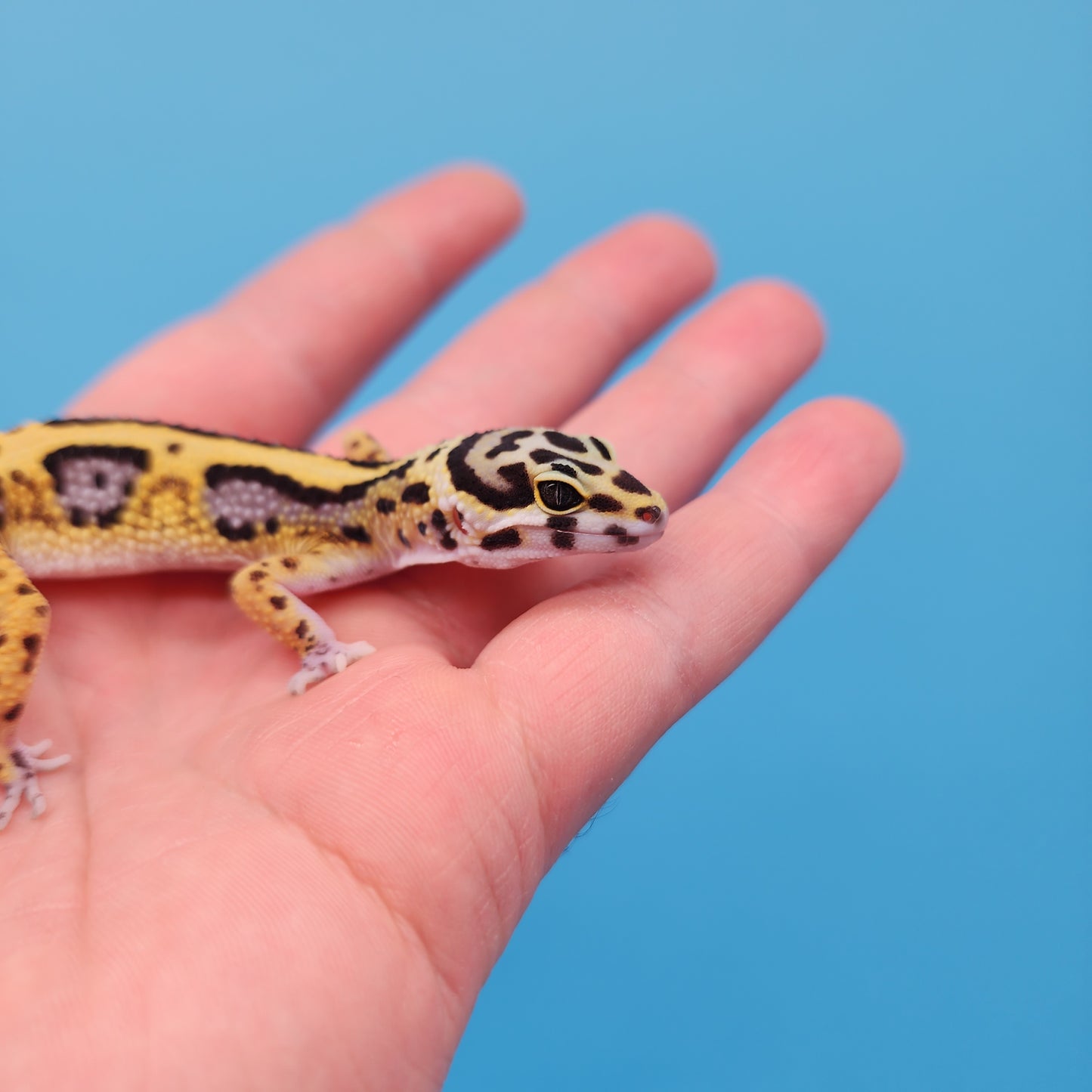 Hyper Xanthic Bold Stripe Bandit (50% regen tail)