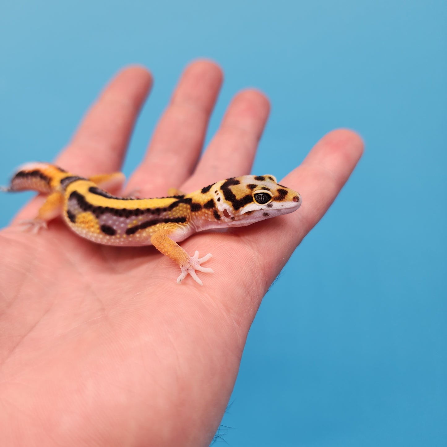 Fire Bold Black Night Bandit (looking male)