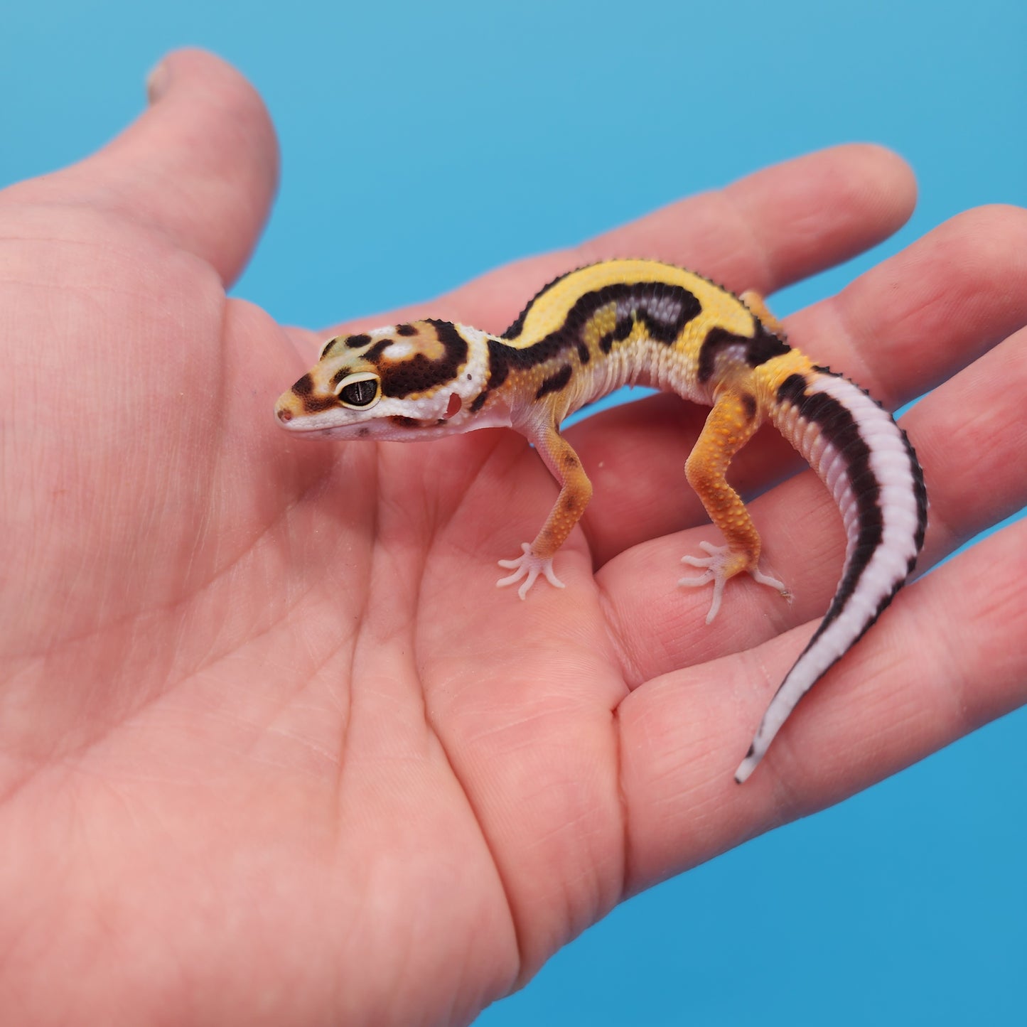 Fire Bold Black Night Bandit