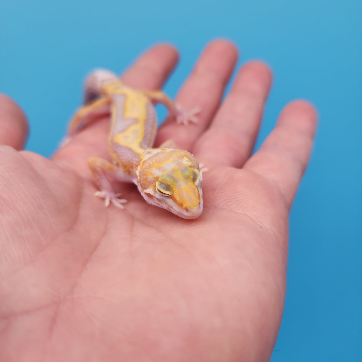 Fire Bold Tremper Albino High Contrast Bandit Possible Mack Snow (looking male)