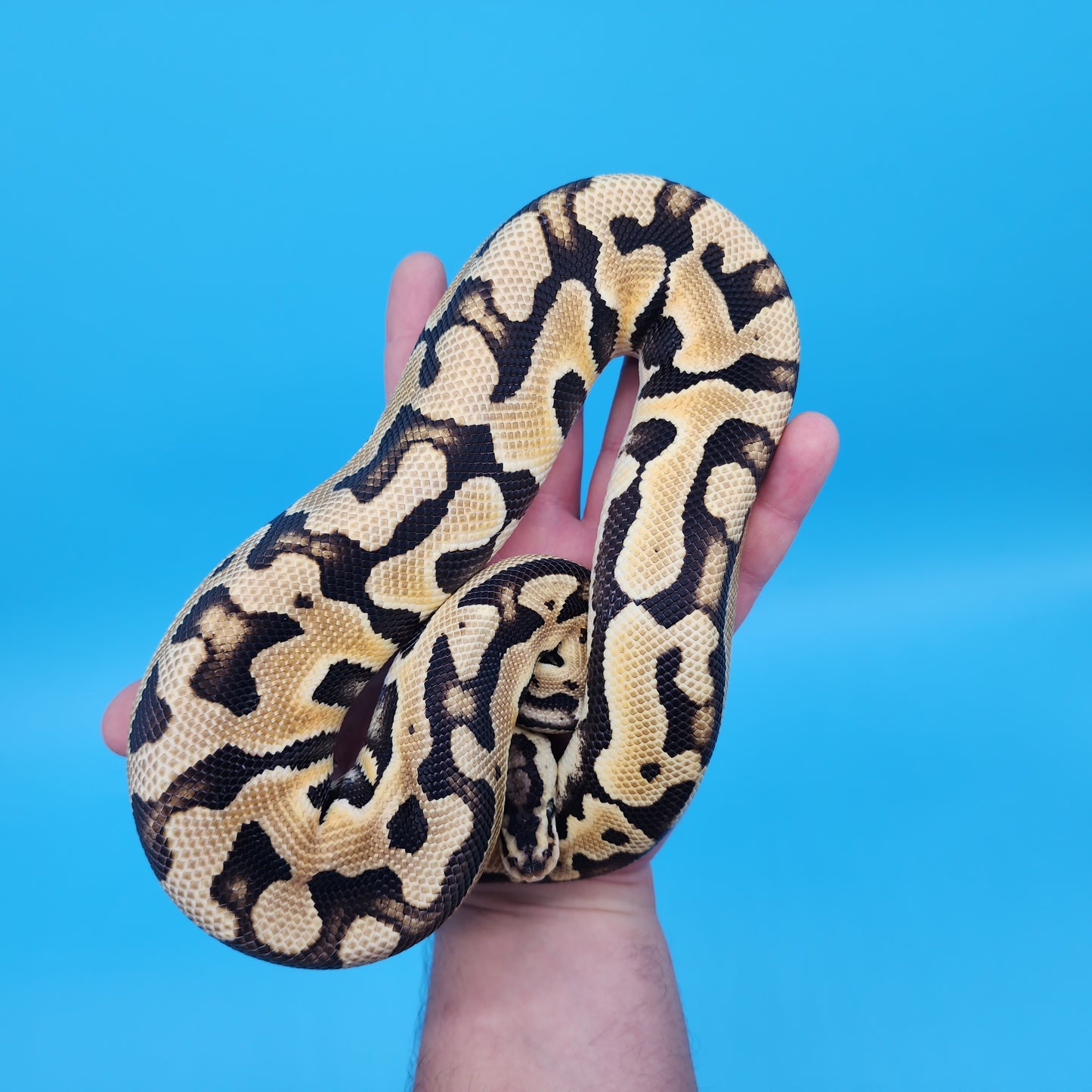 Male Pastel Puzzle (570g)