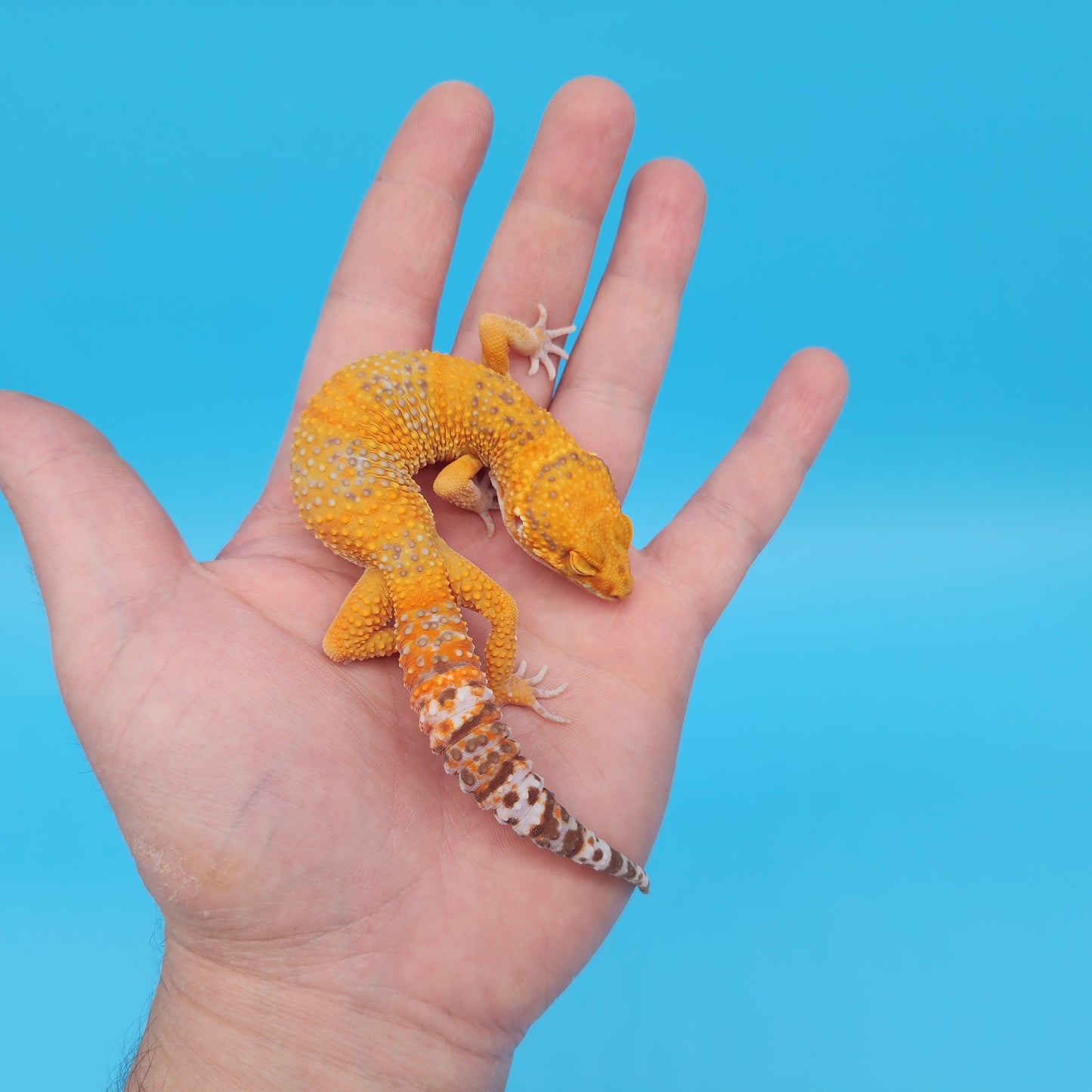 Male Mandarin Inferno Tangerine Tremper Albino Emerine Leopard Gecko