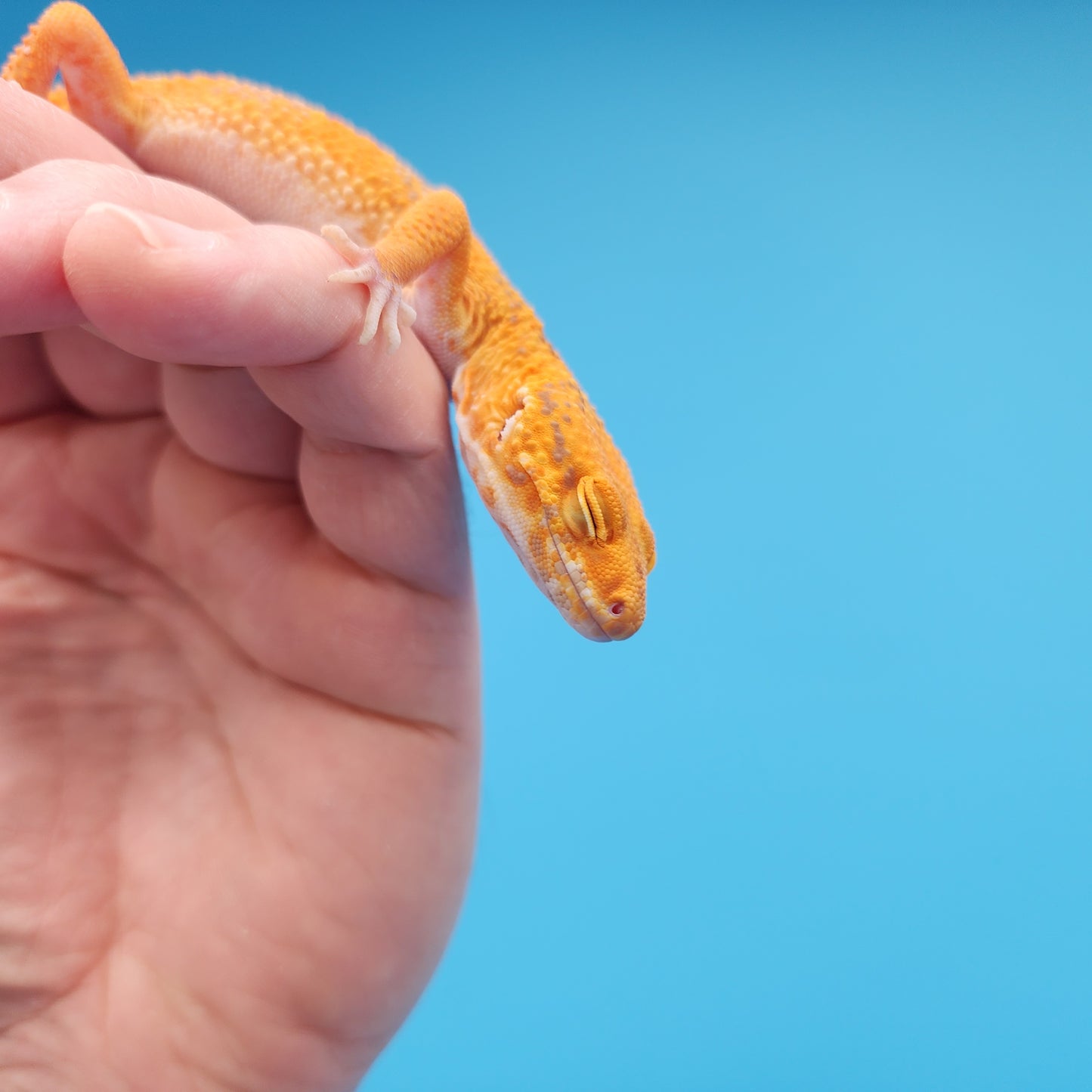 Male Mandarin Inferno Tangerine Tremper Albino Emerine Leopard Gecko