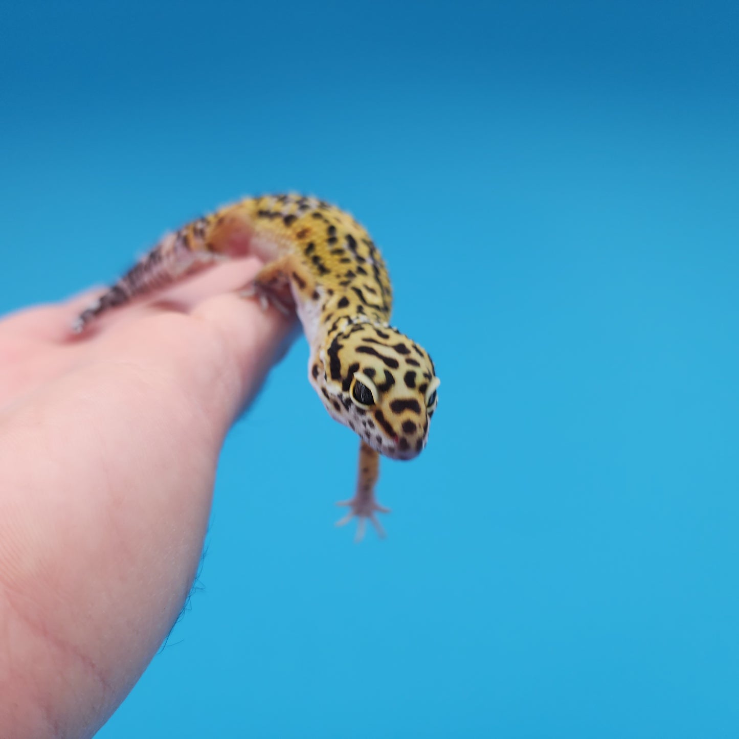 Male 50% Black Night 50% Clown Leopard Gecko