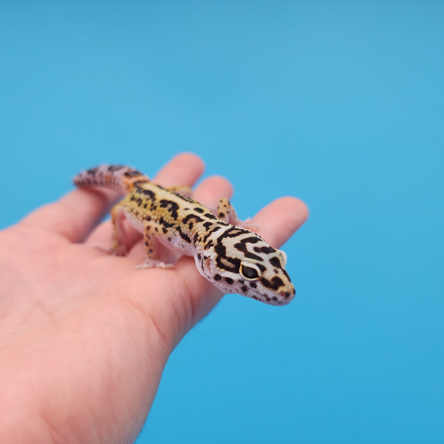 Male Mandarin Inferno Tangerine Boldstripe White & Yellow Leopard Gecko