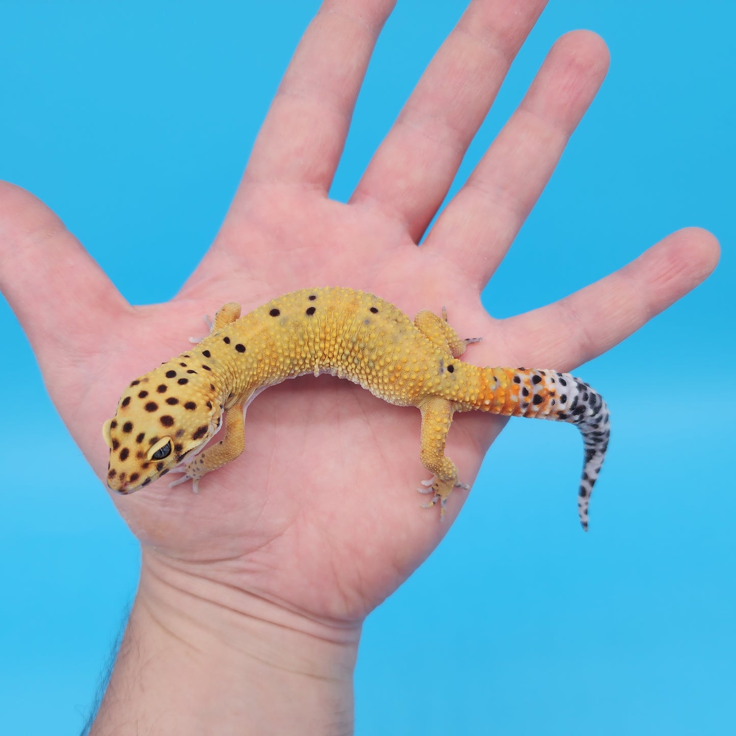 Male Mandarin Inferno Tangerine Cross Emerine Leopard Gecko