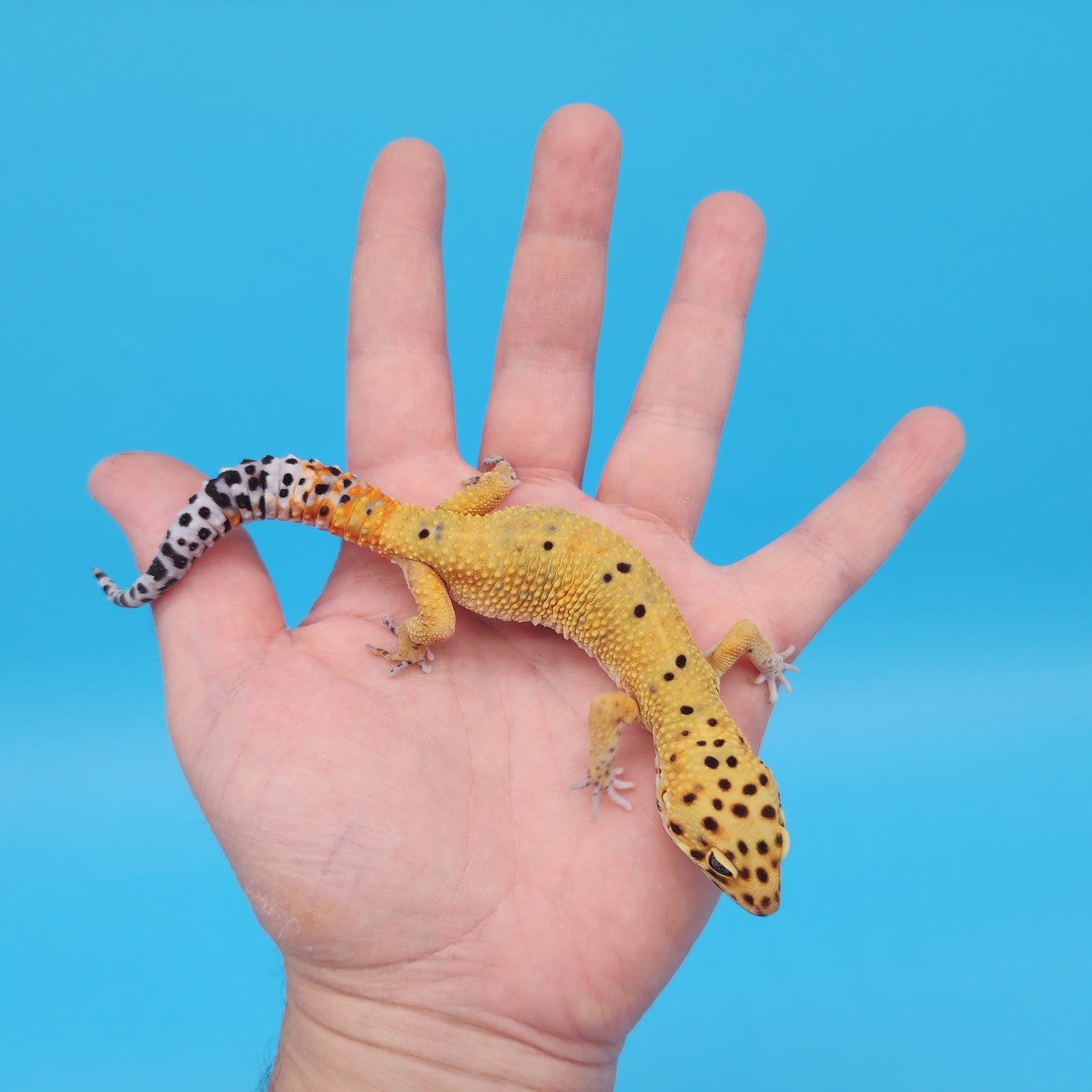 Male Mandarin Inferno Tangerine Cross Emerine Leopard Gecko