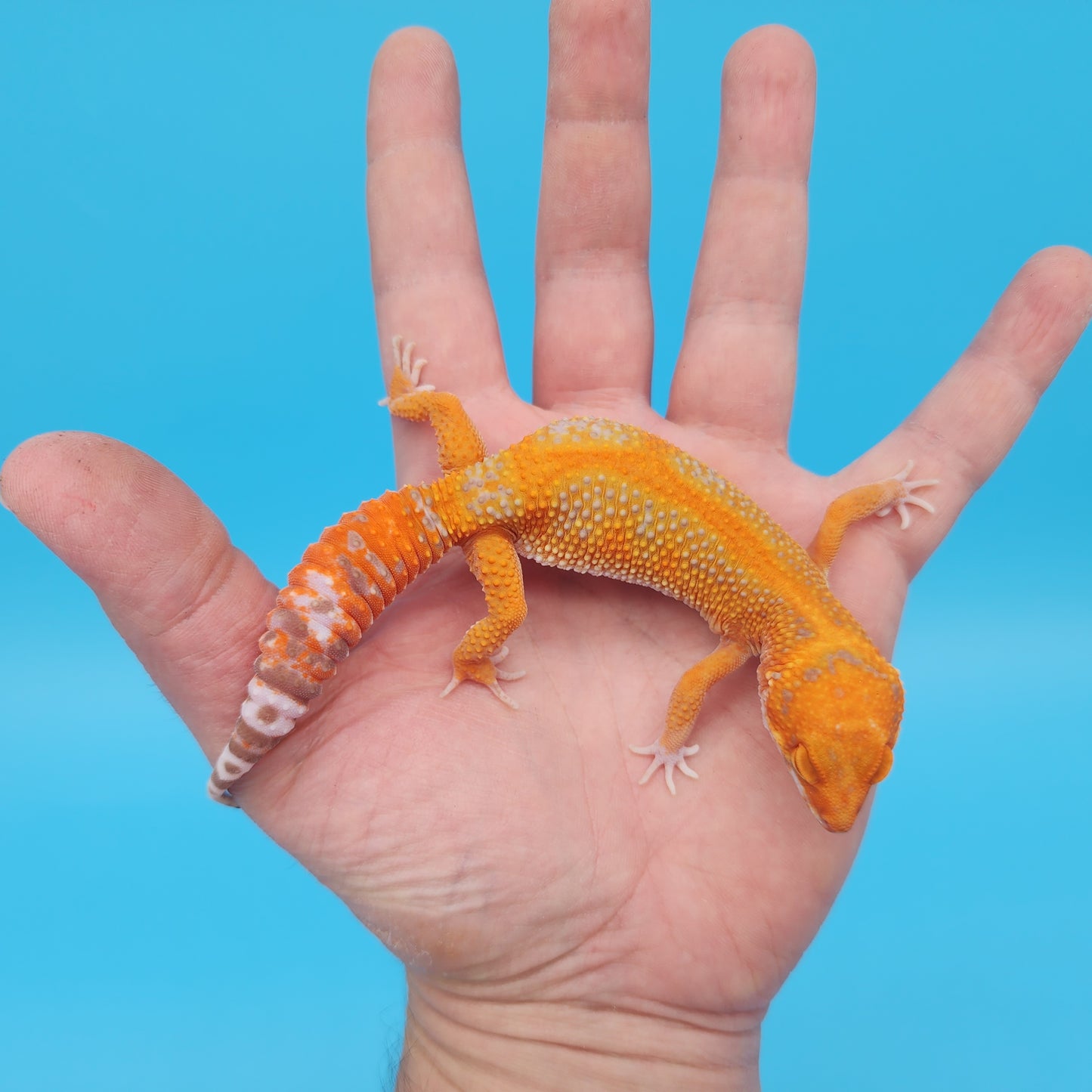 Female Mandarin Inferno Tangerine Red Stripe Tremper Albino Leopard Gecko