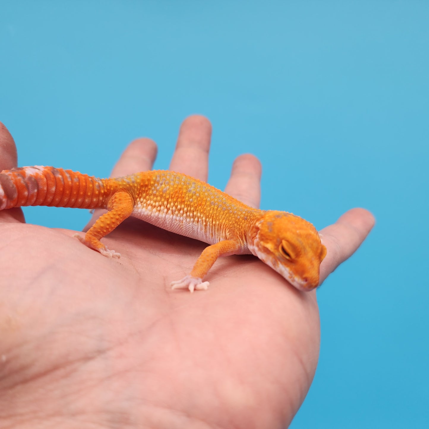 Female Mandarin Inferno Tangerine Red Stripe Tremper Albino Leopard Gecko