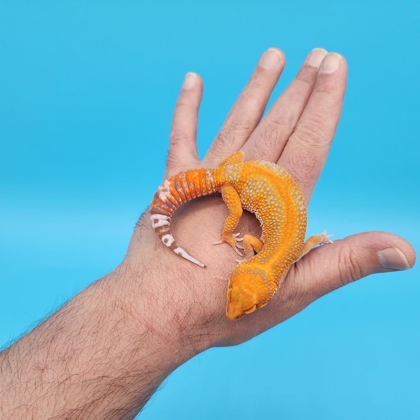 Female Mandarin Inferno Tangerine Red Stripe Tremper Albino Leopard Gecko