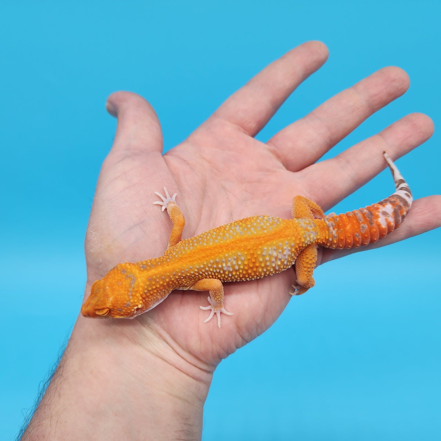 Female Mandarin Inferno Tangerine Red Stripe Tremper Albino Leopard Gecko